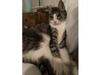 Adopt Bob a Gray, Blue or Silver Tabby American Shorthair / Mixed (short coat)