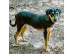 Adopt Scarlett a Rottweiler / Mixed dog in Little Rock, AR (39093004)