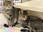 Adopt Heath and Carmela (Bonded) - (At Petco Germantown) a Domestic Shorthair /