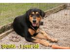 Adopt Spunky L. a Rottweiler / Great Pyrenees / Mixed dog in Washburn