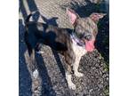 Adopt Clover a Pointer / Podengo Portugueso / Mixed dog in Fall River