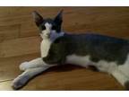 Adopt Bruno a Gray or Blue (Mostly) American Shorthair / Mixed (short coat) cat