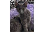 Adopt Momma a Gray or Blue American Shorthair / Mixed (short coat) cat in