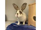 Adopt Hare E. Potter a English Spot / Mixed rabbit in Pittsburgh, PA (39123741)