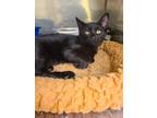 Adopt Vinnie a Domestic Shorthair / Mixed (short coat) cat in Maumelle