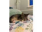 Adopt Rory a Brown Tabby Domestic Shorthair (short coat) cat in Colmar