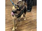 Adopt Luc a Black German Shepherd Dog / Mixed dog in St. Louis, MO (39123622)