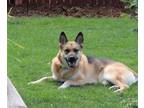 Adopt Nalani a Brown/Chocolate - with White German Shepherd Dog dog in Parker