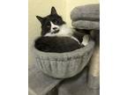Adopt Navi a Black & White or Tuxedo American Curl / Mixed cat in Carson City