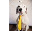 Adopt Ricky a White Labrador Retriever / Pointer dog in Littleton, CO (39090212)