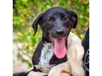 Adopt Bea a Black Labrador Retriever / Mixed dog in Hattiesburg, MS (39123536)