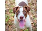 Adopt Mochi a White - with Tan, Yellow or Fawn Labrador Retriever / Mixed dog in