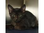 Adopt Grace a All Black Domestic Shorthair / Mixed cat in Fort Collins