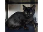 Adopt Gemma a All Black Domestic Shorthair / Mixed cat in Fort Collins