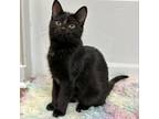 Adopt Grubby a All Black Domestic Shorthair / Mixed cat in Fort Collins