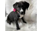 Adopt To Maui With Love: Haiku a Black Pit Bull Terrier / Mixed Breed (Small) /