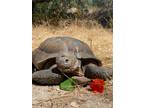 Adopt Rocket a Tortoise reptile, amphibian, and/or fish in Monterey