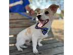 Adopt Pickles a White - with Tan, Yellow or Fawn Jack Russell Terrier / Mixed
