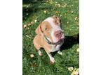 Adopt Finn a American Pit Bull Terrier dog in Windsor, CO (39122557)