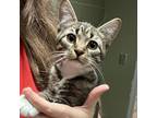Adopt Pie Pie 1731 a Brown or Chocolate Domestic Shorthair / Mixed cat in