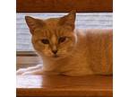 Adopt Luna a Tan or Fawn Tabby Domestic Shorthair / Mixed cat in Carroll