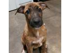 Adopt (Found) Barney a Brown/Chocolate Mountain Cur / Mixed dog in Cabot