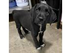 Adopt (Found) Cowboy a Black Labrador Retriever / Mixed dog in Cabot