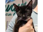 Adopt Pearl a All Black Domestic Shorthair / Mixed cat in Port Richey