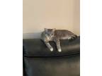 Adopt Wagon wheel a Gray, Blue or Silver Tabby American Curl / Mixed (short