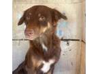 Adopt Rajani A Brown/Chocolate Mixed Breed (Small) / Mixed Dog In St.