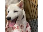 Adopt Sweetcorn a White - with Tan, Yellow or Fawn Shiba Inu / Mixed dog in