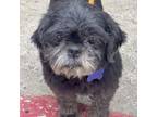 Adopt Matilda - Chino Hills Location a Black Shih Tzu / Mixed dog in Chino