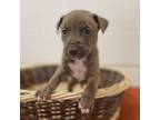 Adopt Ambrosia a Tan/Yellow/Fawn Pit Bull Terrier / Mixed Breed (Medium) / Mixed