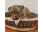 Adopt Ginger Gold a Tan/Yellow/Fawn Pit Bull Terrier / Mixed Breed (Medium) /