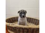 Adopt McIntosh a White - with Tan, Yellow or Fawn Pit Bull Terrier / Mixed Breed