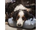 Adopt Buster a Black Bernese Mountain Dog / Poodle (Standard) / Mixed dog in