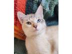 Adopt Doodle (Aka Snowflake) a White (Mostly) Siamese cat in Palatine