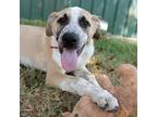 Adopt Striker a Tricolor (Tan/Brown & Black & White) Anatolian Shepherd / Cattle