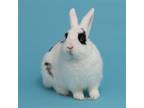 Adopt Sedric a Black English Spot / Mixed (short coat) rabbit in Antioch