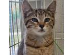 Adopt Rye a Gray or Blue Domestic Shorthair / Mixed cat in Harrisonburg