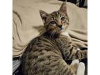 Adopt Little Lady a Brown or Chocolate Domestic Shorthair / Mixed cat in