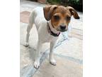 Adopt Kiana D7041 a White - with Tan, Yellow or Fawn Beagle / Pug / Mixed dog in