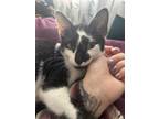 Adopt Moo a Black & White or Tuxedo American Shorthair / Mixed (short coat) cat