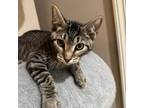 Adopt Slate a Brown or Chocolate Domestic Shorthair / Mixed cat in Rayville