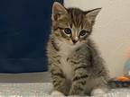 Adopt N/A a Gray, Blue or Silver Tabby Abyssinian / Mixed (short coat) cat in