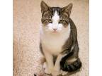 Adopt Fernando a White Domestic Shorthair / Mixed cat in Newark, DE (39122708)