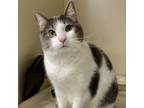 Adopt Oogie Boogie a White Domestic Shorthair / Mixed cat in Newark