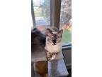 Adopt Duchess a Tortoiseshell Birman / Mixed (medium coat) cat in Anchorage
