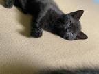 Adopt N/A a All Black Abyssinian / Mixed (medium coat) cat in Orlando