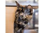 Adopt Tallulah a Domestic Shorthair / Mixed cat in Des Moines, IA (39097015)